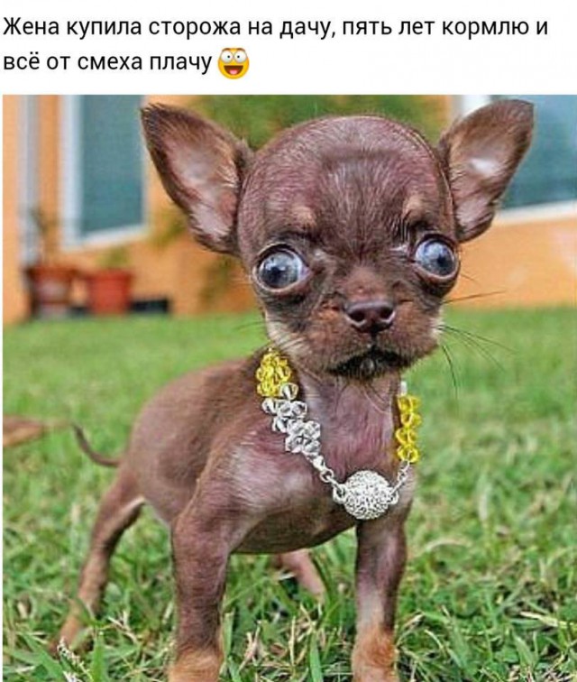 Самый суровый сторож дачи