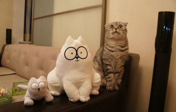 Найди кота на фото