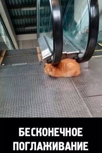Бесконечный массаж для пушистика