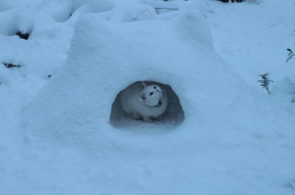 Мурлога для котейки в лесу