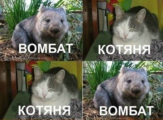 Вомбат котяня котяня вомбат..