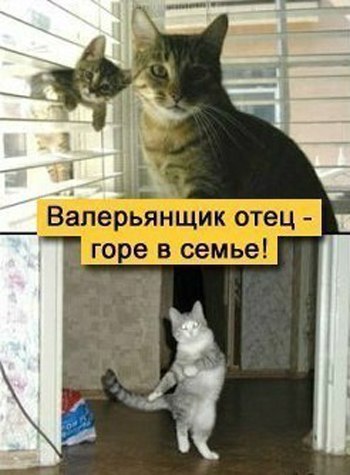Валерьянщик отец - горе в семье