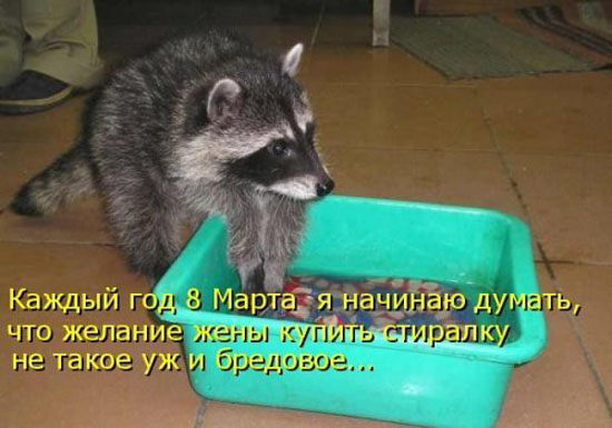 Милые котоматрицы к 8 марта