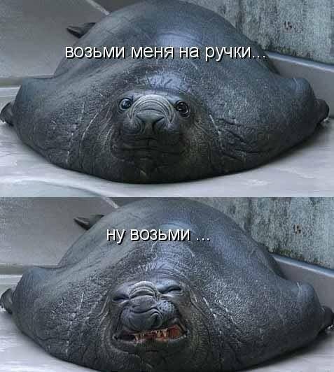 Возьми меня на ручки, ну пожалуйста!