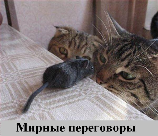 Мирные переговоры длились третий час