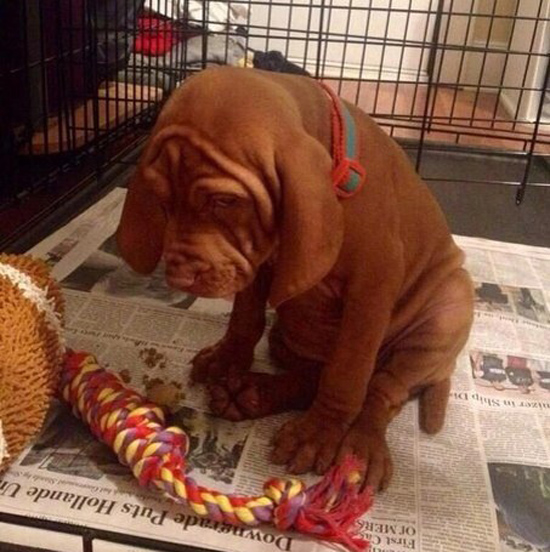 Милые виноватые собаки