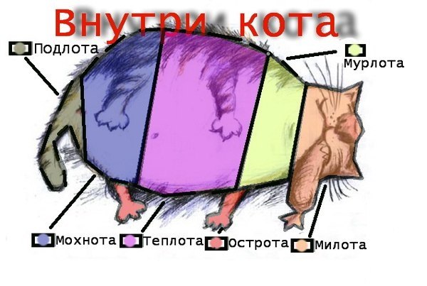 С чего состоят коты