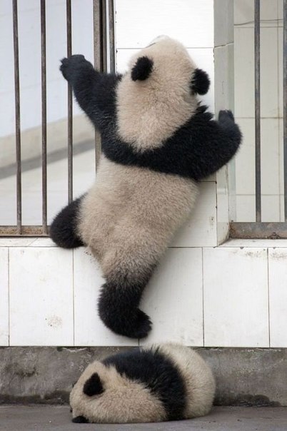 Неудавшийся побег пандочек