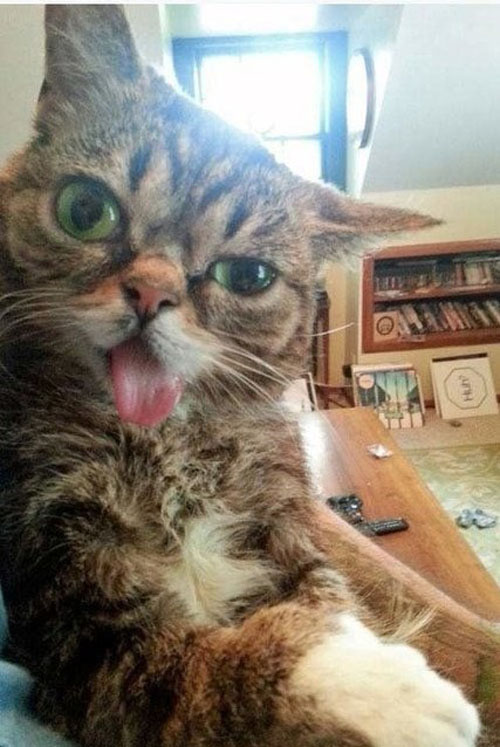 Милые котяки-кривляки