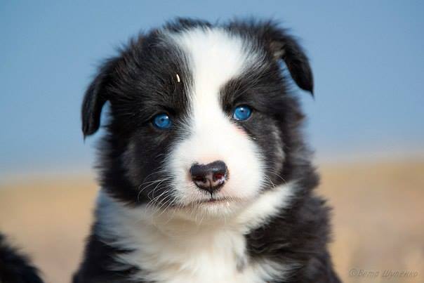 Голубоглазое чудо от якутской лайки
