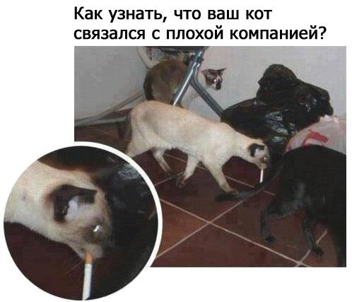 Кот связался с плохой компанией
