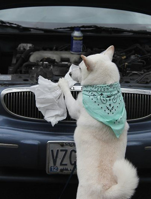 Обычный день белого пушистика