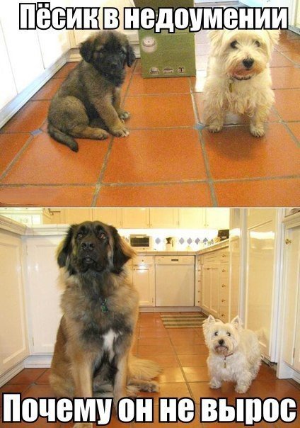 Собака в полном шоке