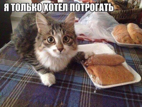 Картинка с котиком и вкусняшкой