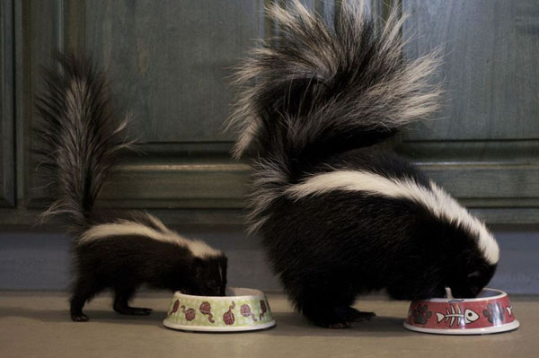 Няшная подбока "Мини копии и оригиналы"