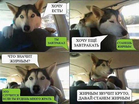 Комикс про собак