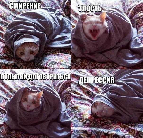 4 состояния застрявшего кота