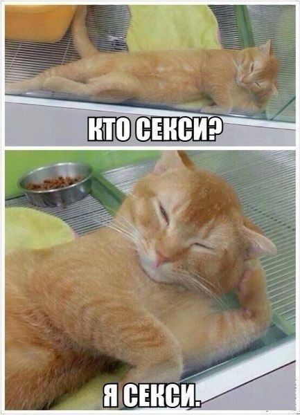 I am sexy and i know it