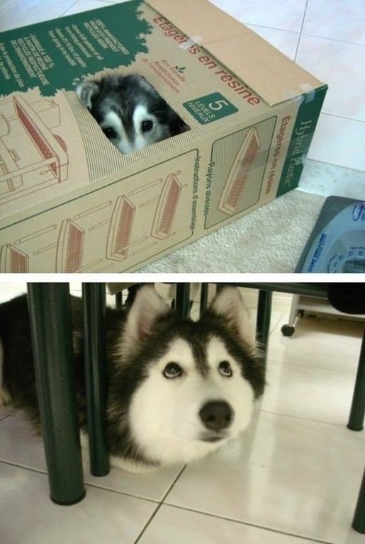 Хаски, который рос вместе с кошками