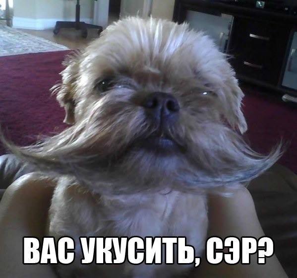 Мистер Усач просит разрешения на укус