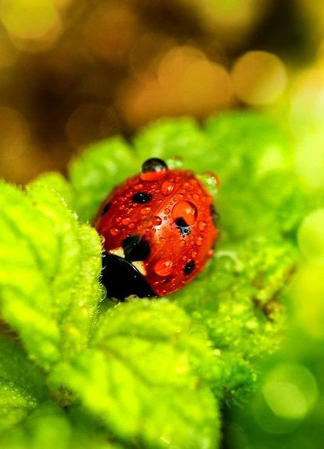 Яркие фотографии с божьими коровками