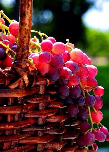 Фотографии сочного винограда