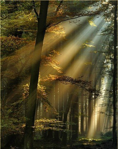 Солнечные лучи в утреннем лесу