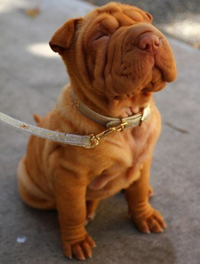 Мимимишные снимки маленьких шарпеев