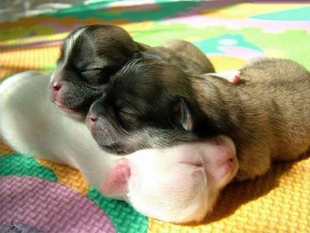 Ты - моя подушка!