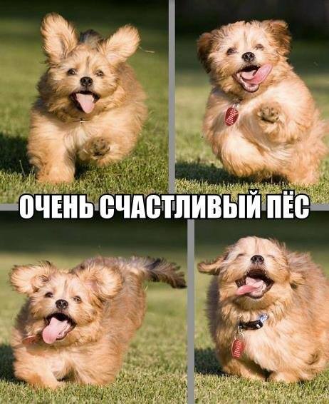 Самый счастливый пёсик