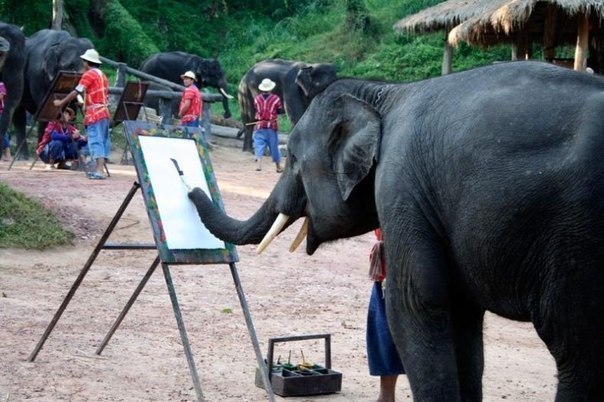 То неловкое чувство , когда слон рисует лучше тебя