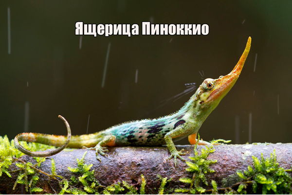 Самые необычные существа в природе