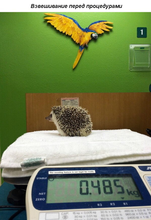 Как ежика к стоматологу водили