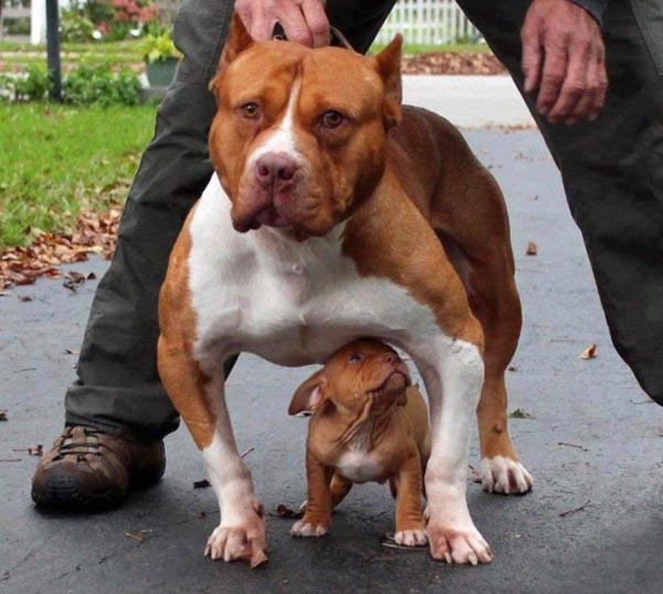 Маленькие копии родителей