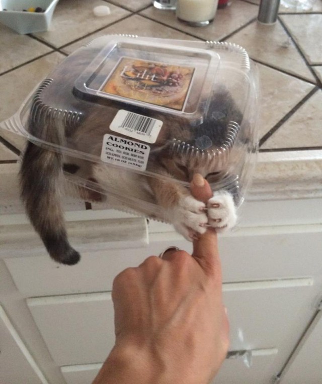 Большой любитель коробок