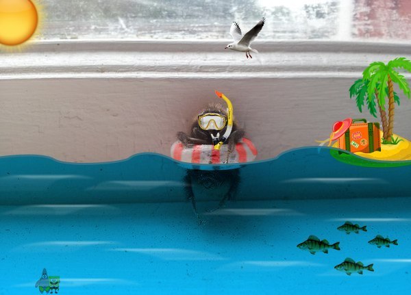 Смешные фотожабы "Шмель застрял в окне"