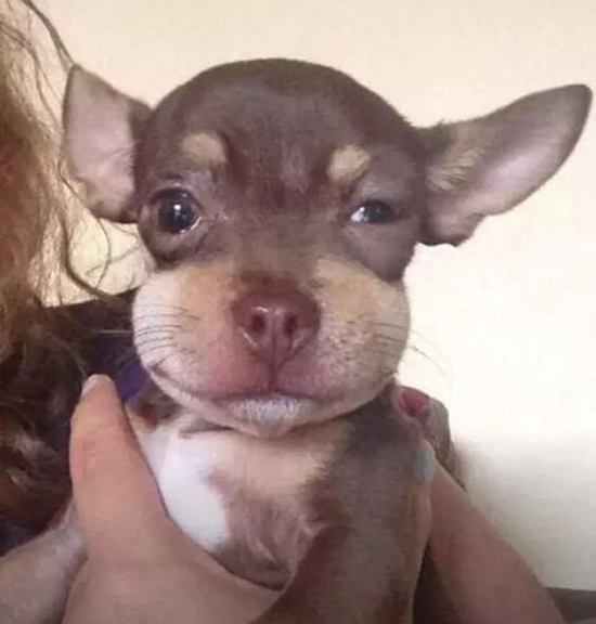 Собачки, ужаленные пчелами