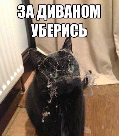 Он любимец, он же кот, он и в доме уберет