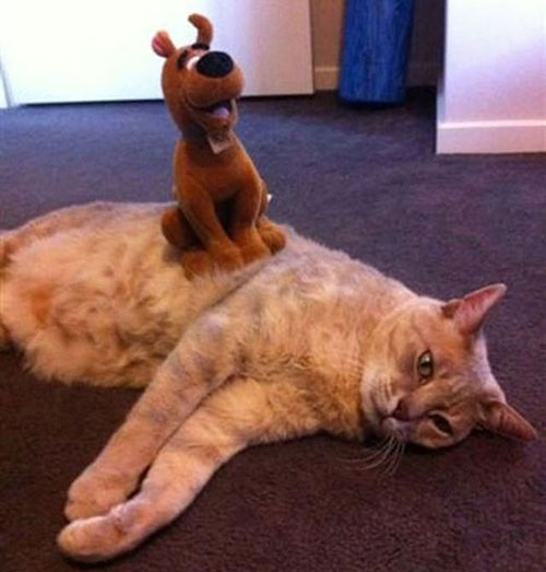 Коты-пофигисты