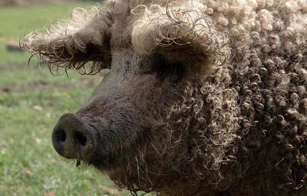 Свинопудель или свинобаран