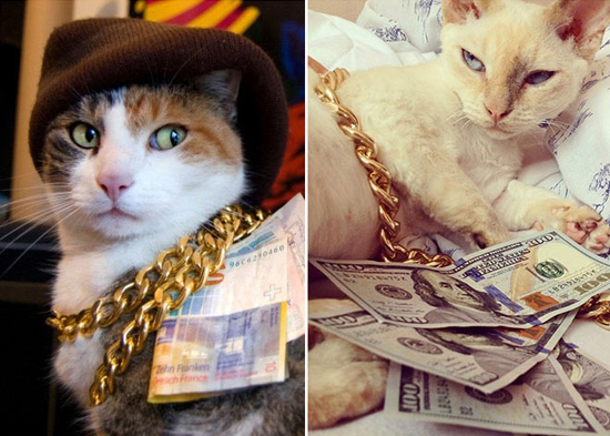 Коты-гангстеры