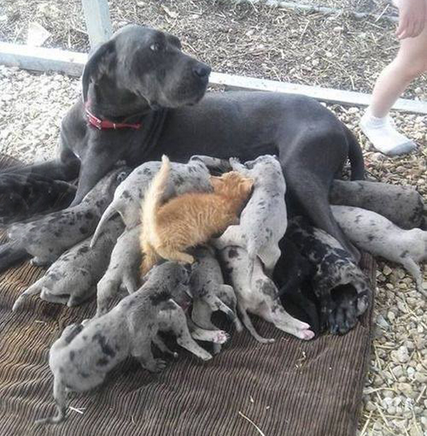 Нападение наглой рыжей морды