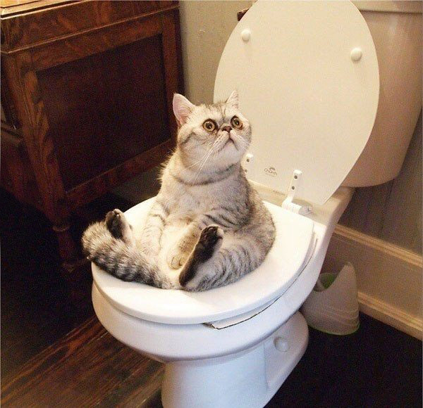 Че уставился? Не видишь, занято!