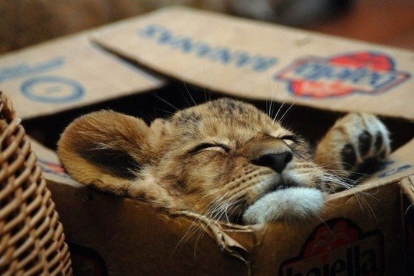Все котики без ума от коробок