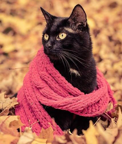 Осень - не повод грустить. Осень - это повод носить шарфики