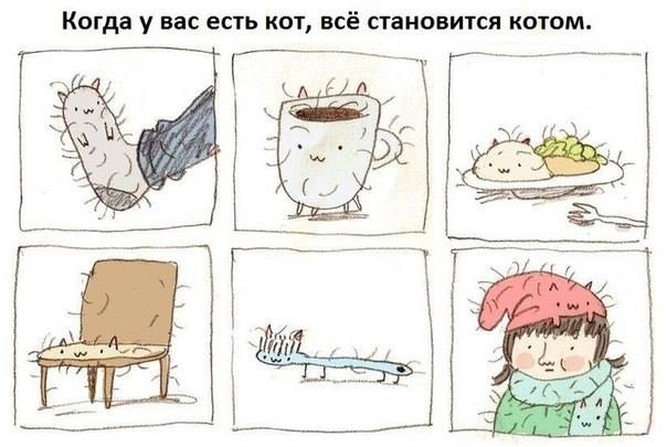 Если в доме живет котенок...