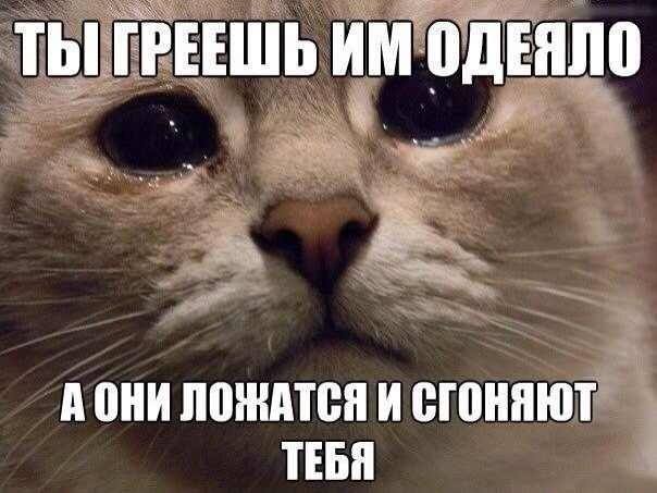 Мем про котика и одеяло