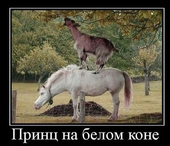 Принц на белом коне