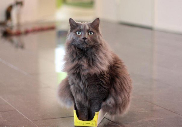 Вечная любовь к коробкам