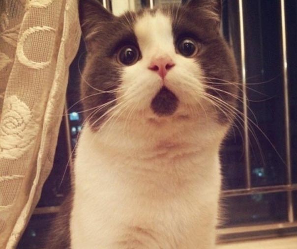 Вечно удивленный котик